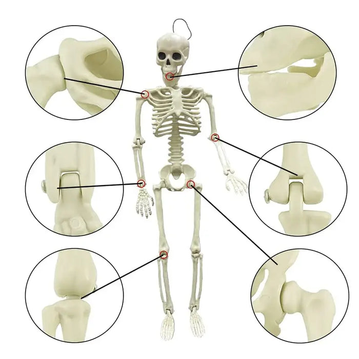 Movable Halloween Skeleton Prop